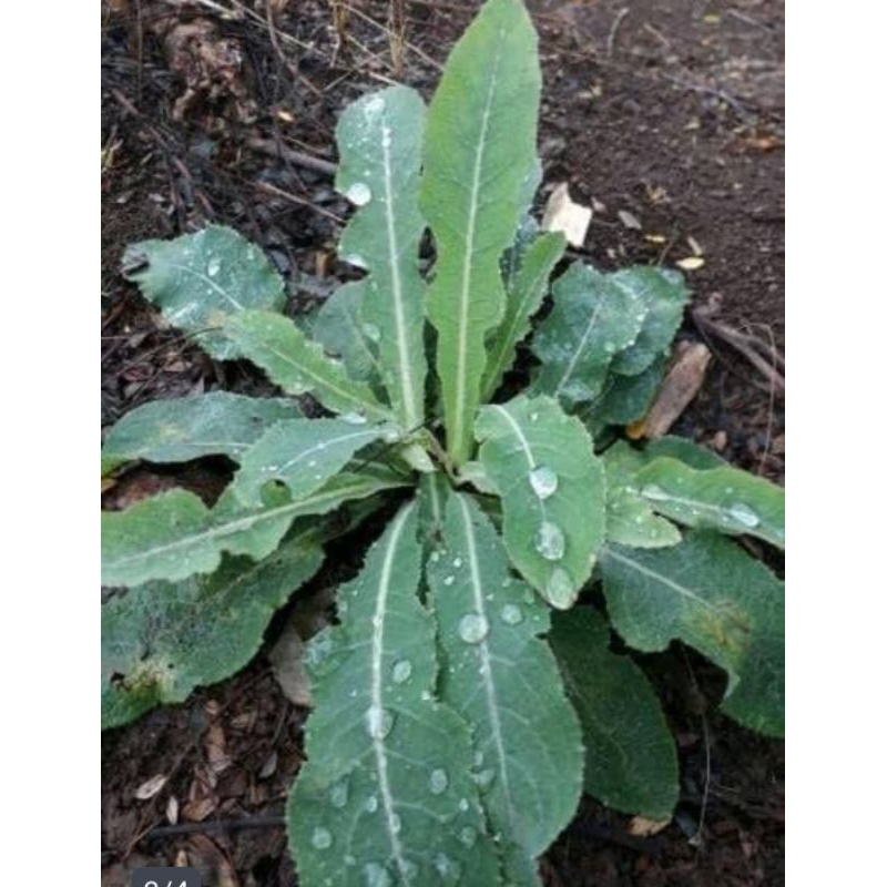 

Daun tempuyung segar 500 gram