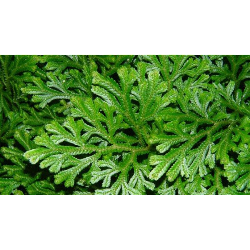 

DAUN CEKER AYAM SEGAR OBAT HERBAL , TRADISIONAL TANAMAN CEKER AYAM 100 GRAM