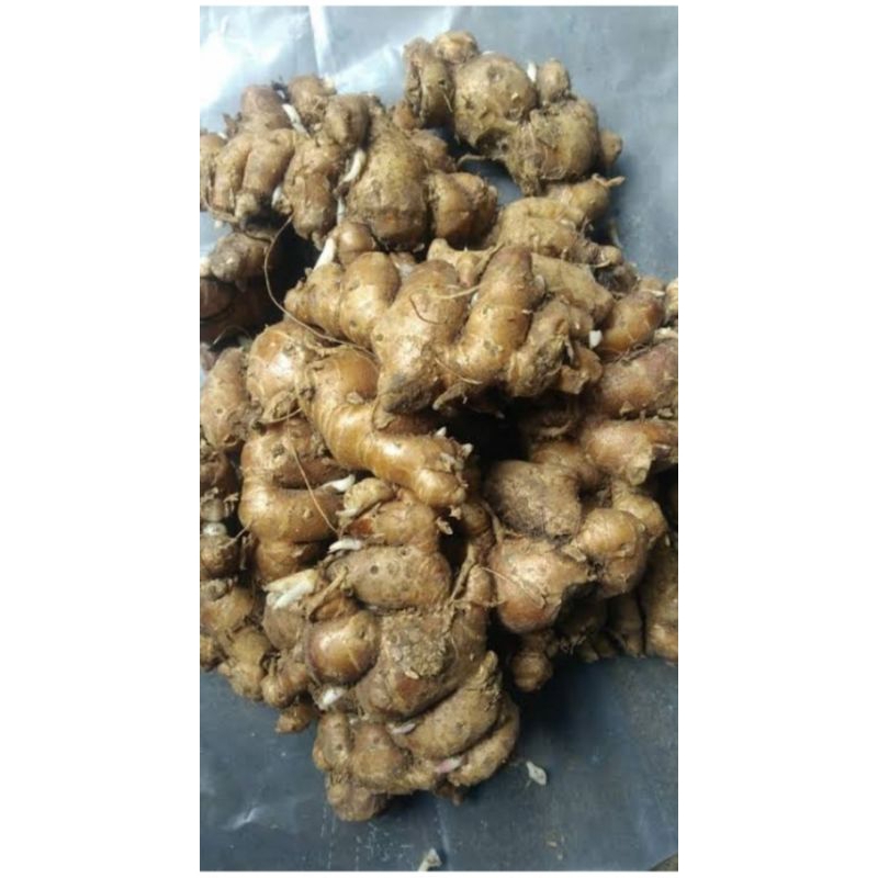 

kencur press/ segar 1kg