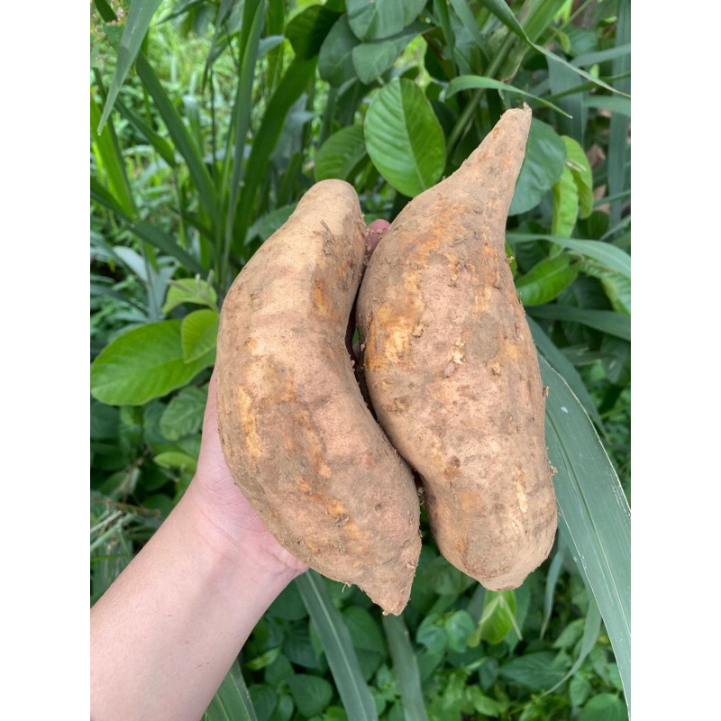 

Ubi Cilembu madu 1 kg