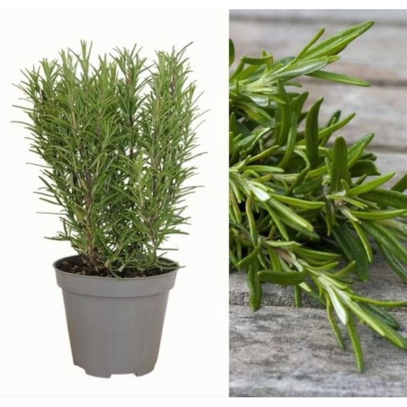 Tanaman Pengusir Nyamuk Tanaman Rosemary / Pohon Pengusir nyamuk