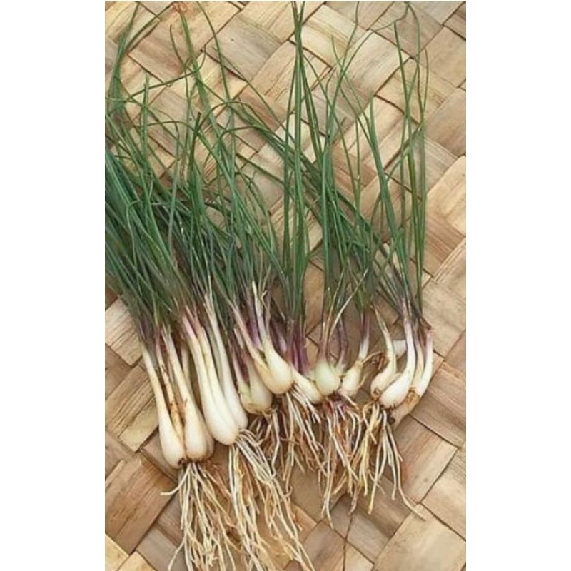 

Bawang Batak/lengkio.500gr