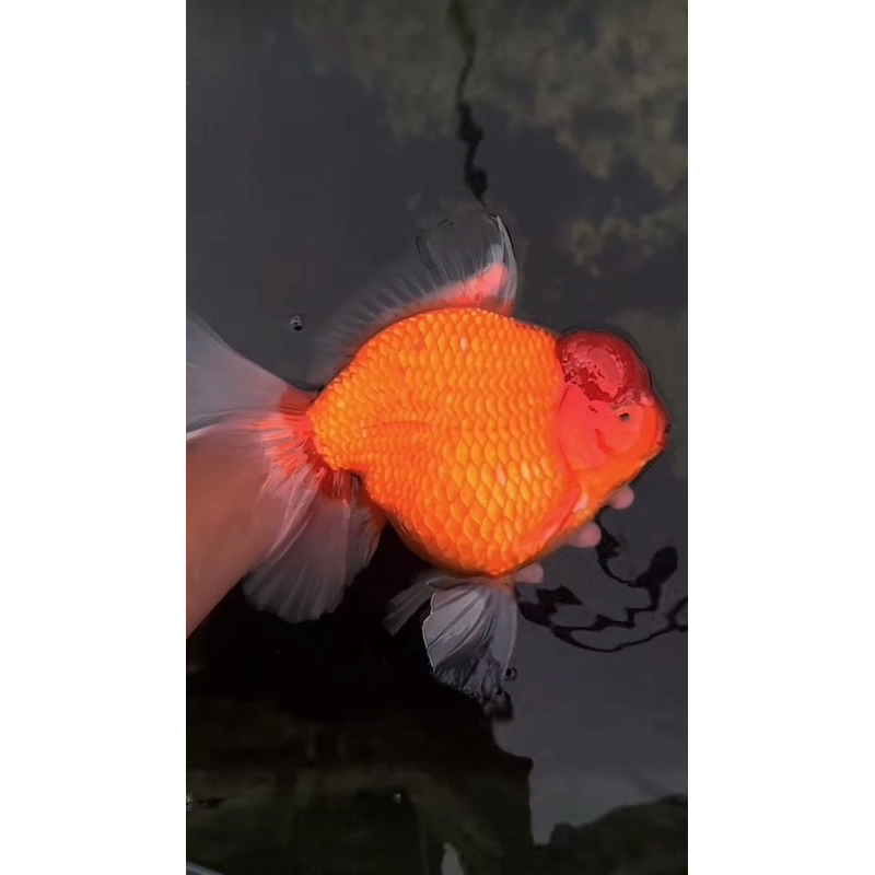 Terbaru!! induk koki oranda jumbo