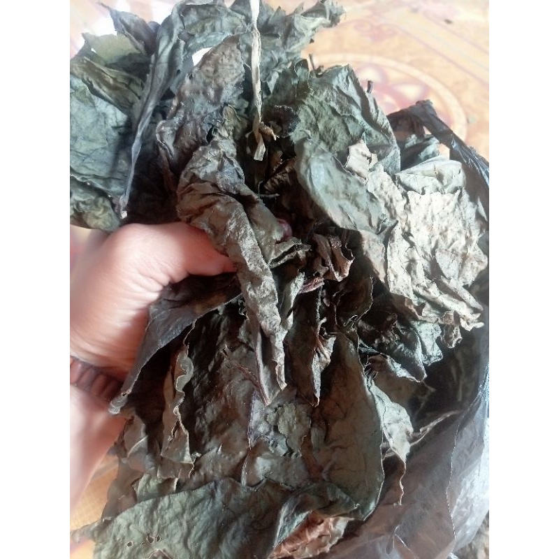 

daun jawer kotok kering 100 grm
