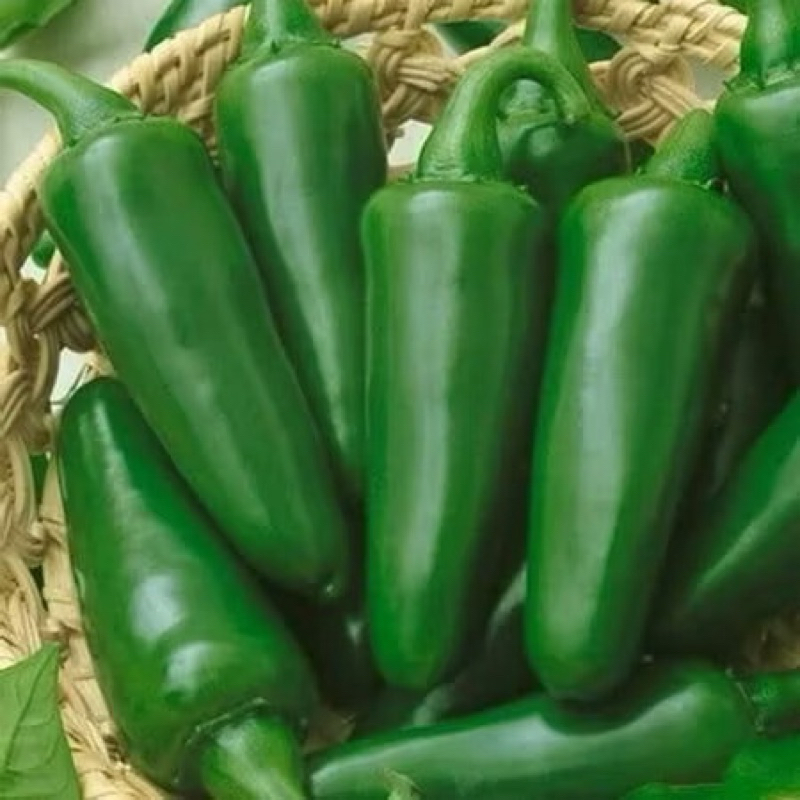 10 Biji - Benih Cabe Jalapeno Hibrida Fanatic Known You Seed