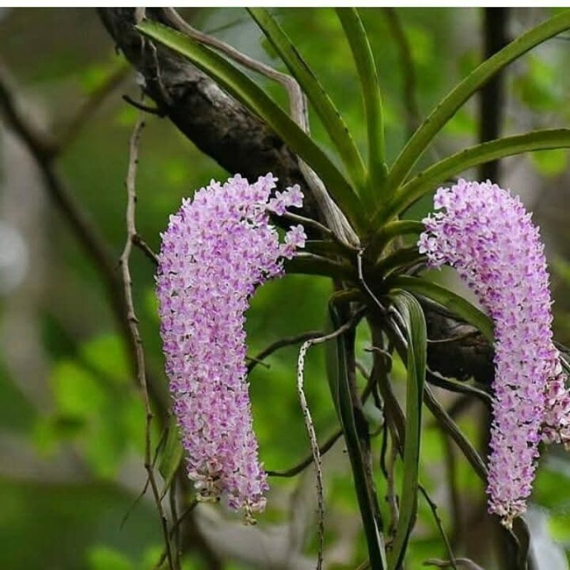 ANGGREK EKOR TUPAI, ANGGREK SIAP BERBUNGA.