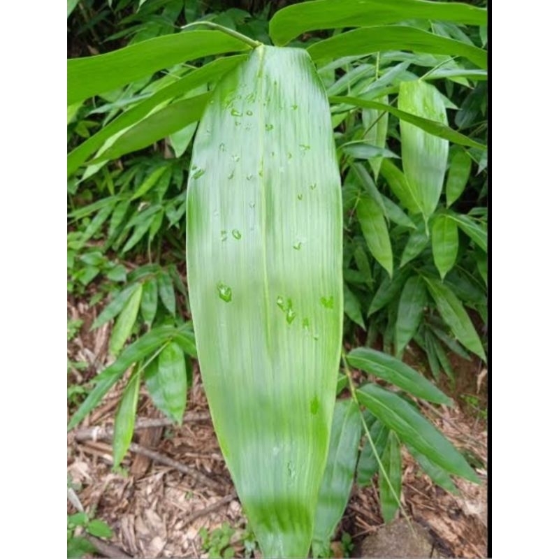 

daun bambu daun awi segar