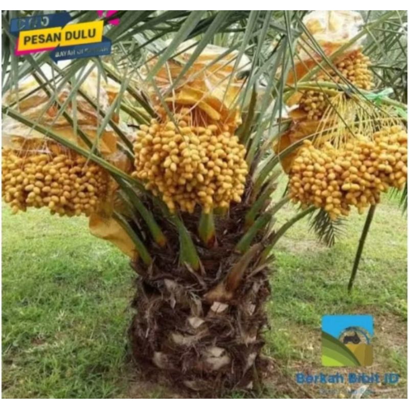 bibit kurma ajwa betina super unggul