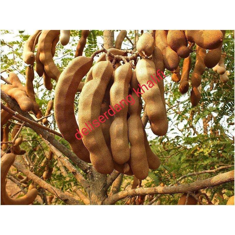 Asam Jawa 1kg
