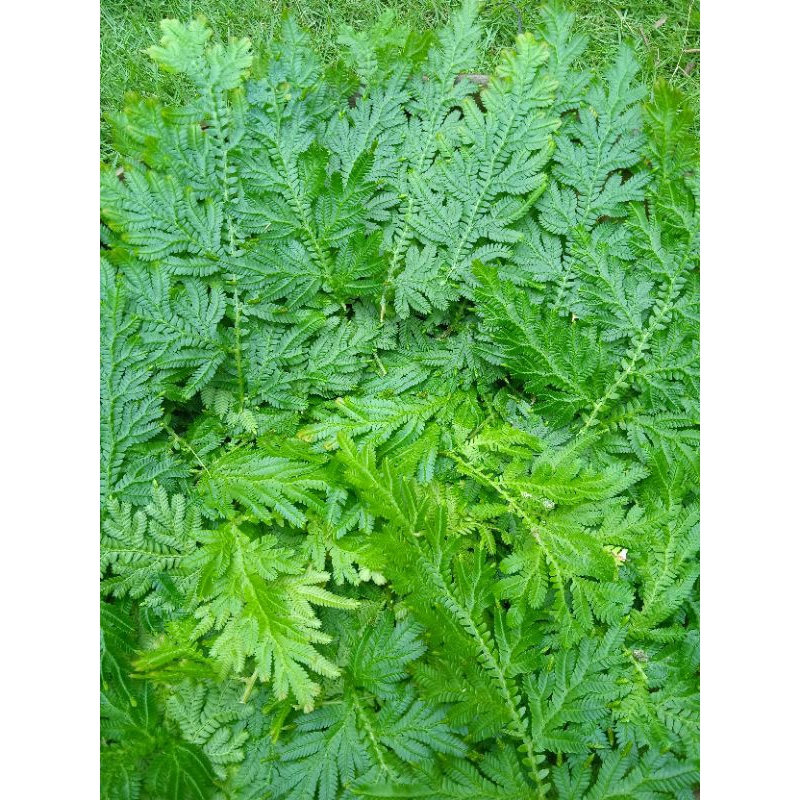

daun cakar ayam fress 250gram daun herbal untuk kesehatan