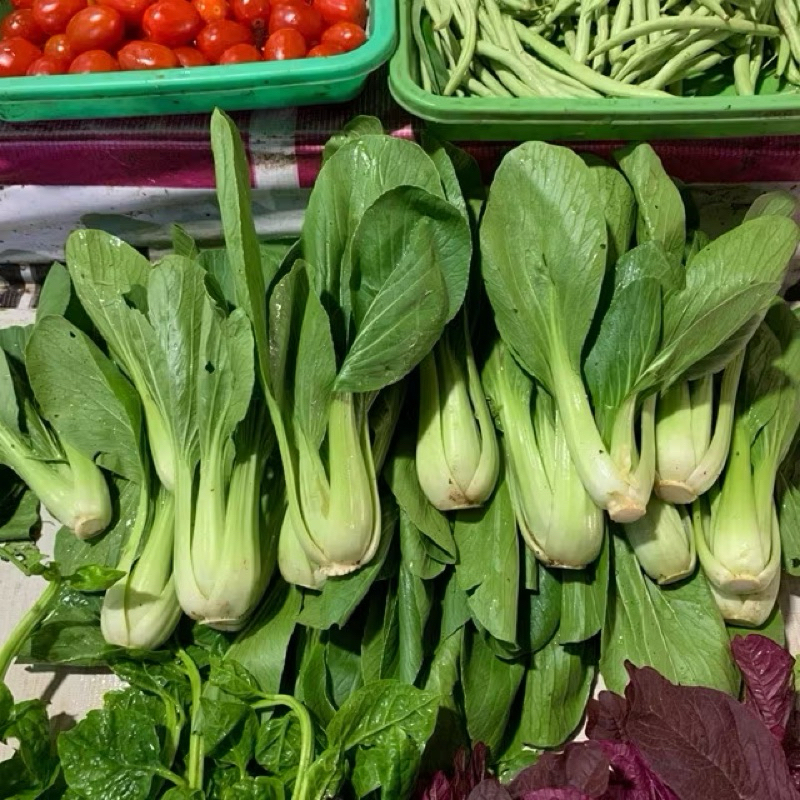 

sayur pakcoy hijau segar 500g & 250g berkualitas