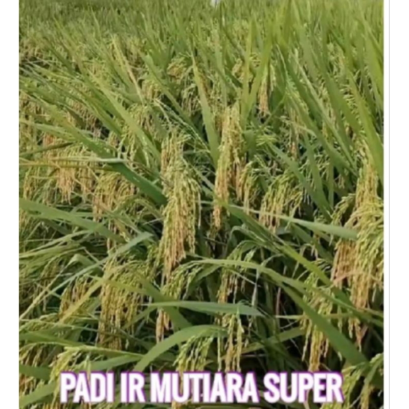 BENIH PADI IR MUTIARA SUPER KEMASAN 1KG