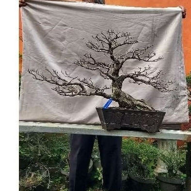 Bonsai kimeng siap pajang