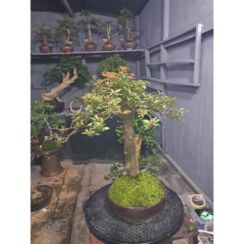 Bonsai Pusaka micro