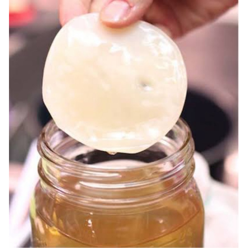

SCOBY JAMUR KOMBUCHA PREMIUM ORGANIK DENGAN STARTER
