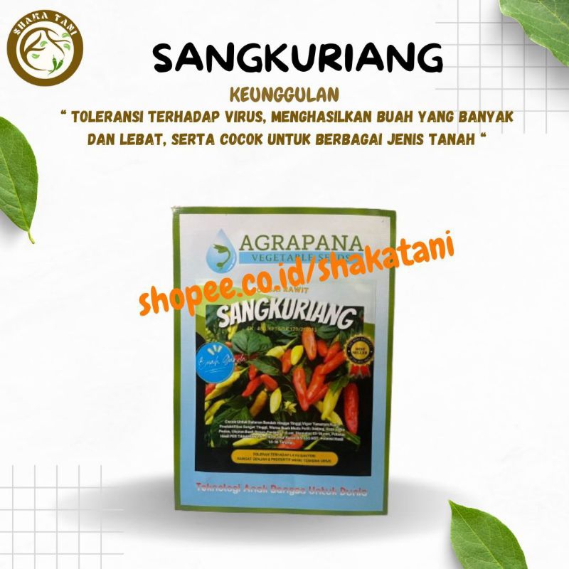 Bibit Cabai Sangkuriang Benih Cabai Bibit Cabai Rekomendasi Mas Udin Tipe Ori