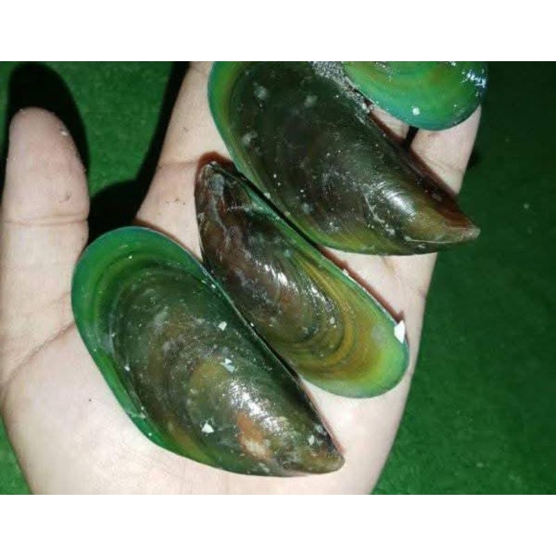 

Kerang hijau segar/ Hijau pilihan Frozen 1kg