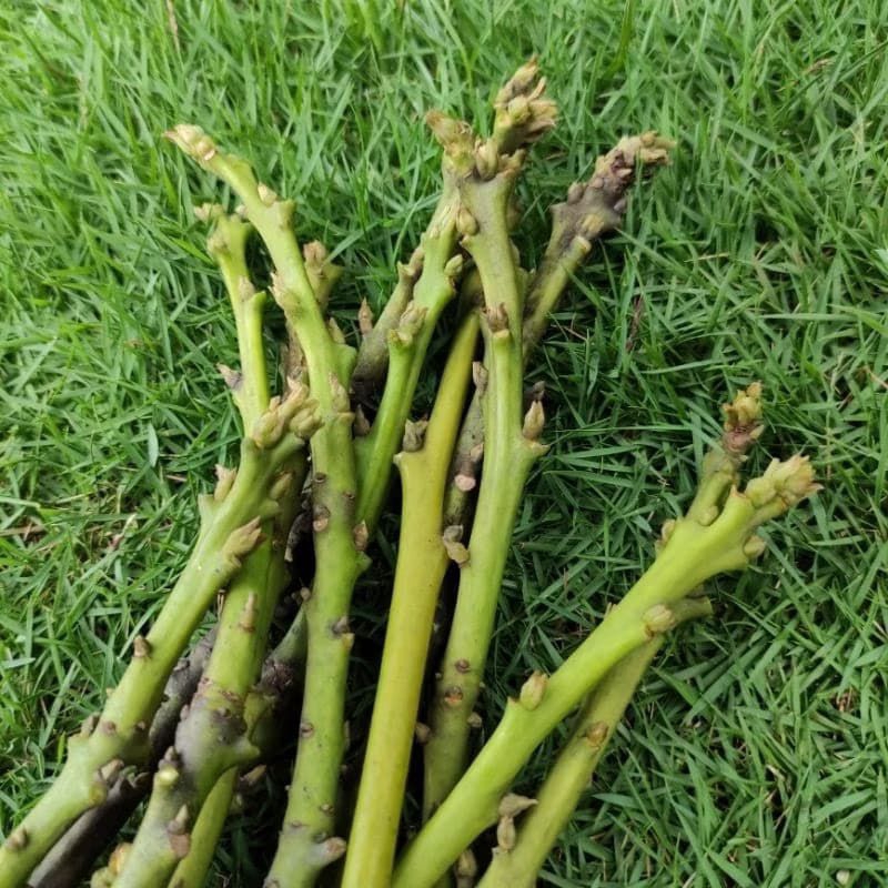 Entres Alpukat Kendil/Markus 3pcs