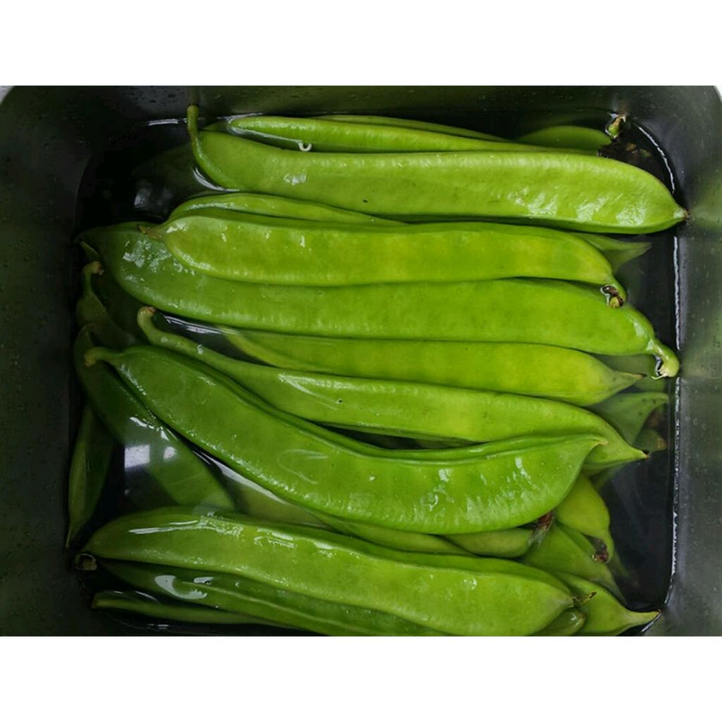 KACANG PEDANG BENIH 5 Seed / Benih Kacang Koro Pedang