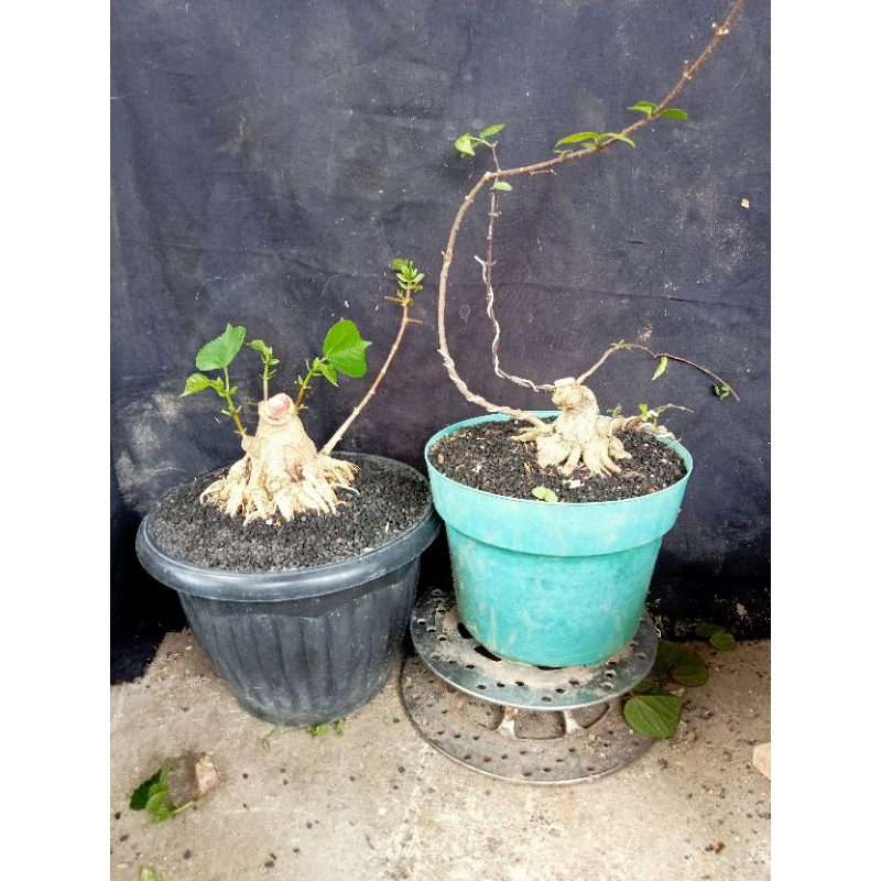 bahan bonsai waru n anput