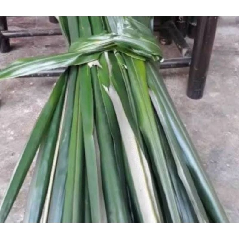 

Daun aren tua segar petik langsung isi 100 batang