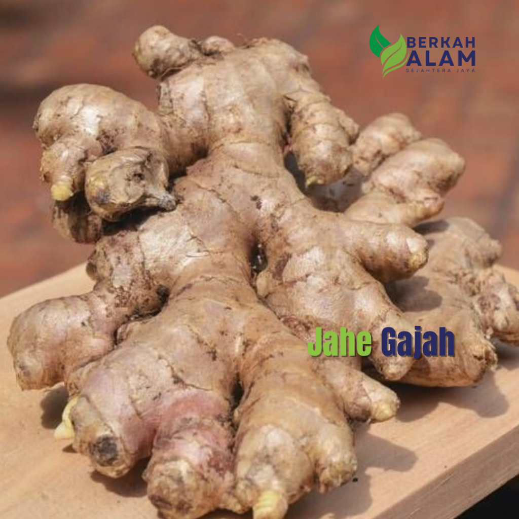

Jahe Gajah 1 Kg Jahe Gajah Super Premium Berkah Alam Sejahtera Jaya