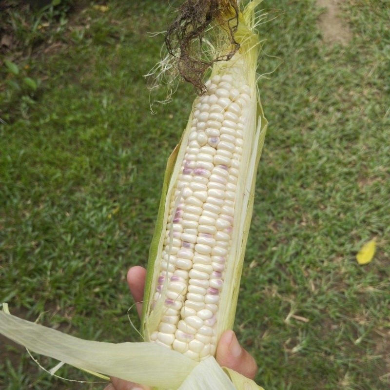

Jagung Pulut/Ketan 2 warna