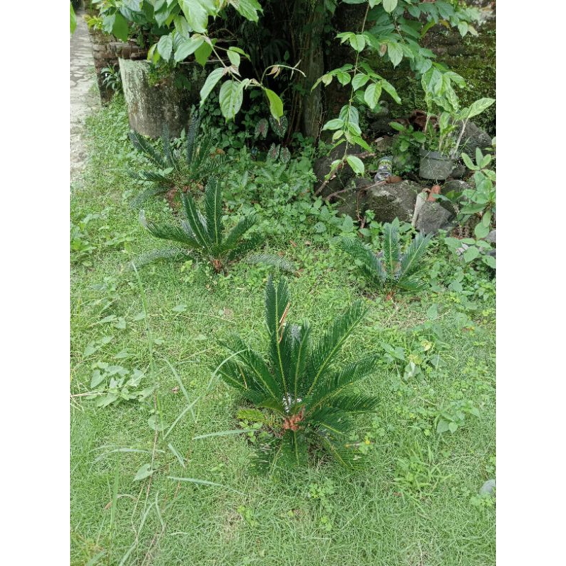 sikas/pakis haji tanaman