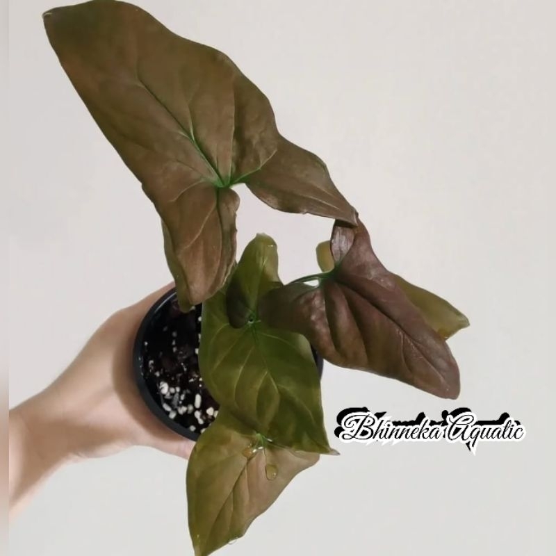 Syngonium Dark Purple Tanaman Hias Bunga Murah Ekonomis