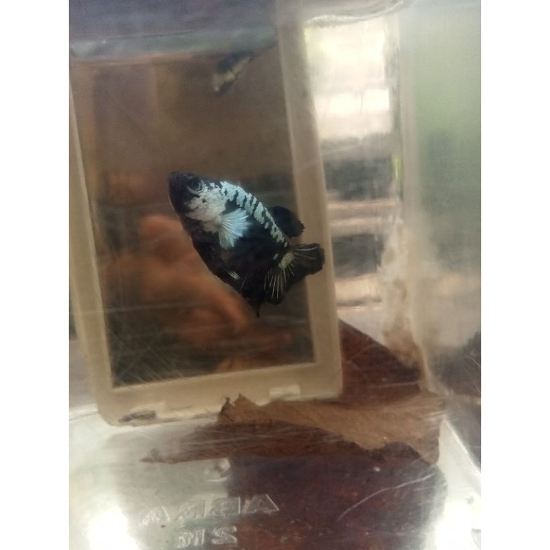 ikan cupang black samurai line termurah dan banyak pilihan nya