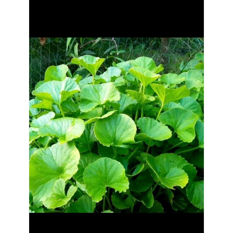 

daun pegagan/antanan segar murah original 100gram