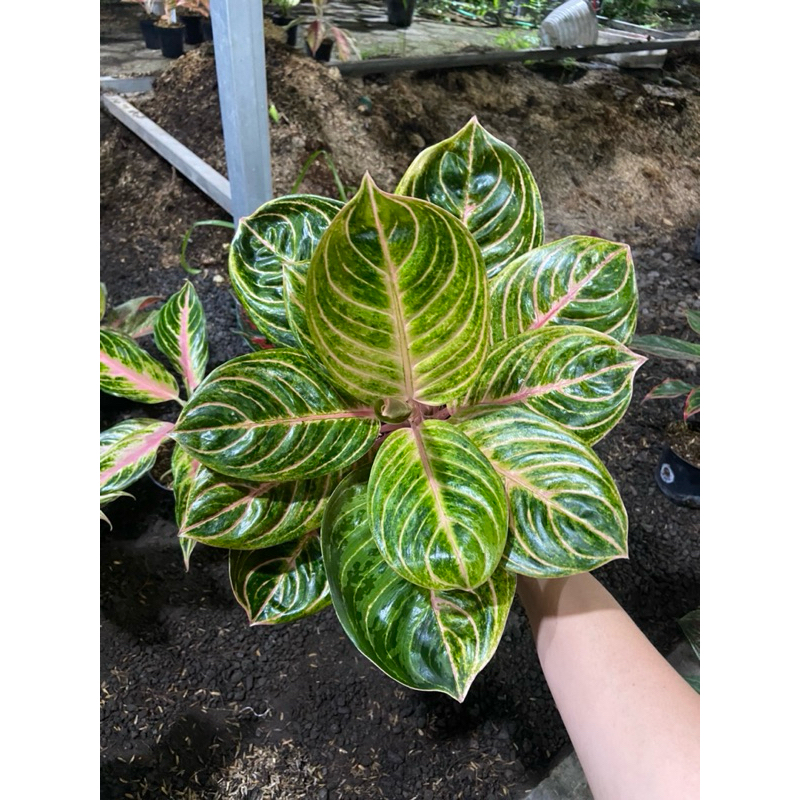 Aglaonema Rinjani Jumbo