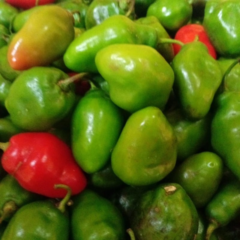 

Cabe Gendot Segar Isi 500gr - paket hemat buah/sayuran cabe gendot dieng