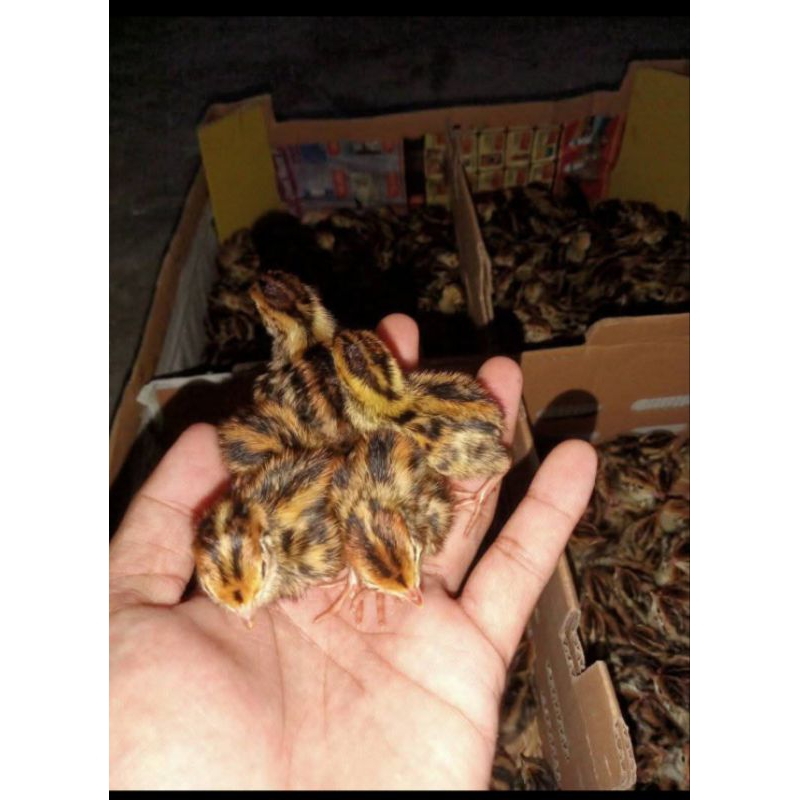 puyuh pakan puyuh pakan puyuh doq