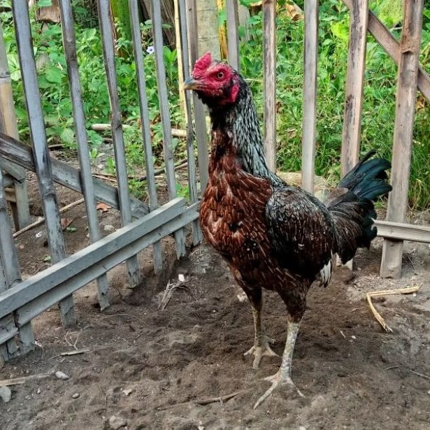 Telur Tetas Telur Fertil Ayam Aduan Pama IQ X Pama