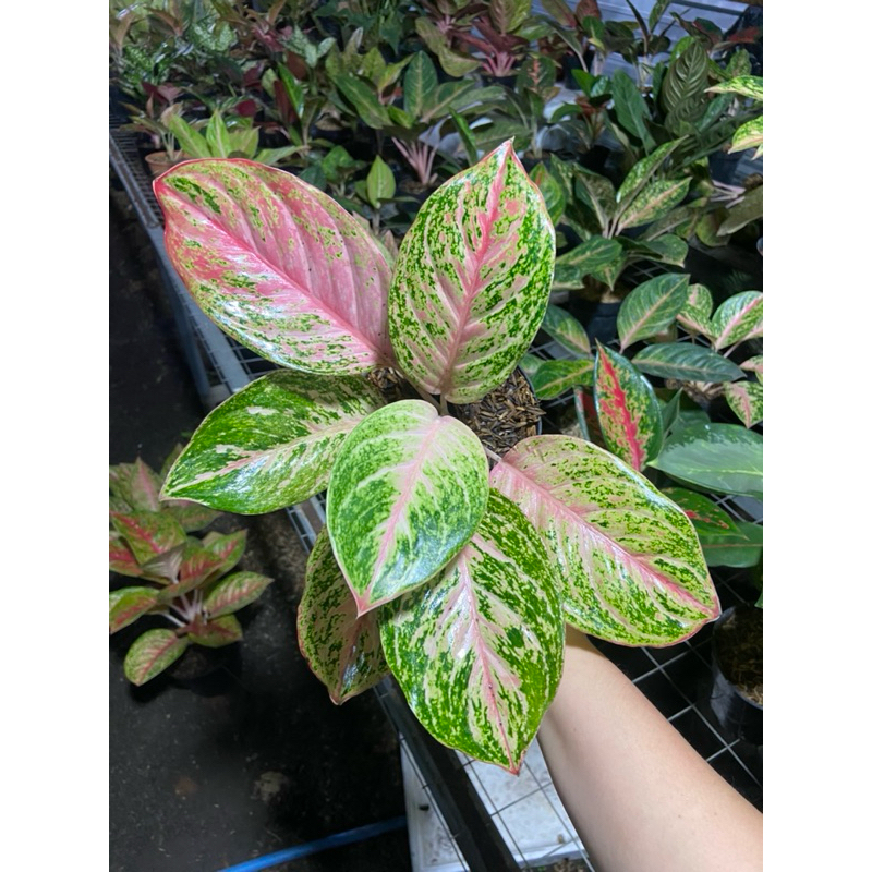 Aglaonema Bidadari