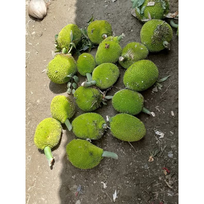 

buah kluweh/kluwih/timbul bahan sayur 2 biji