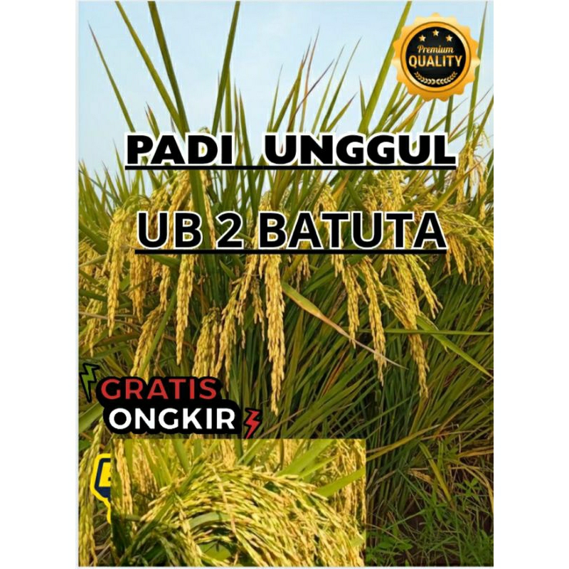Benih bibit padi unggul UB2 BATUTA super original kemasan 5kgr