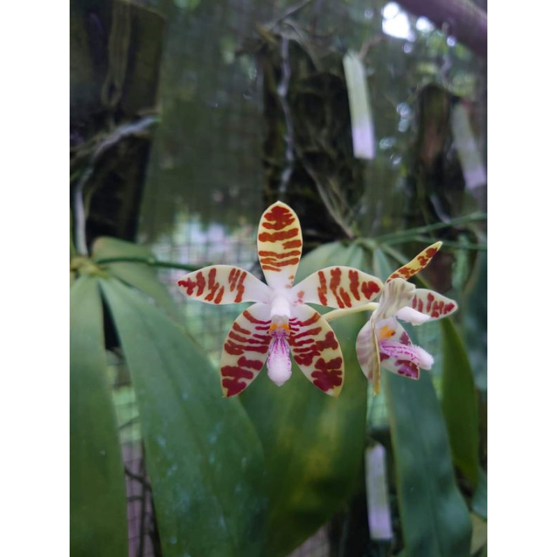 Phalaenopsis sumatrana