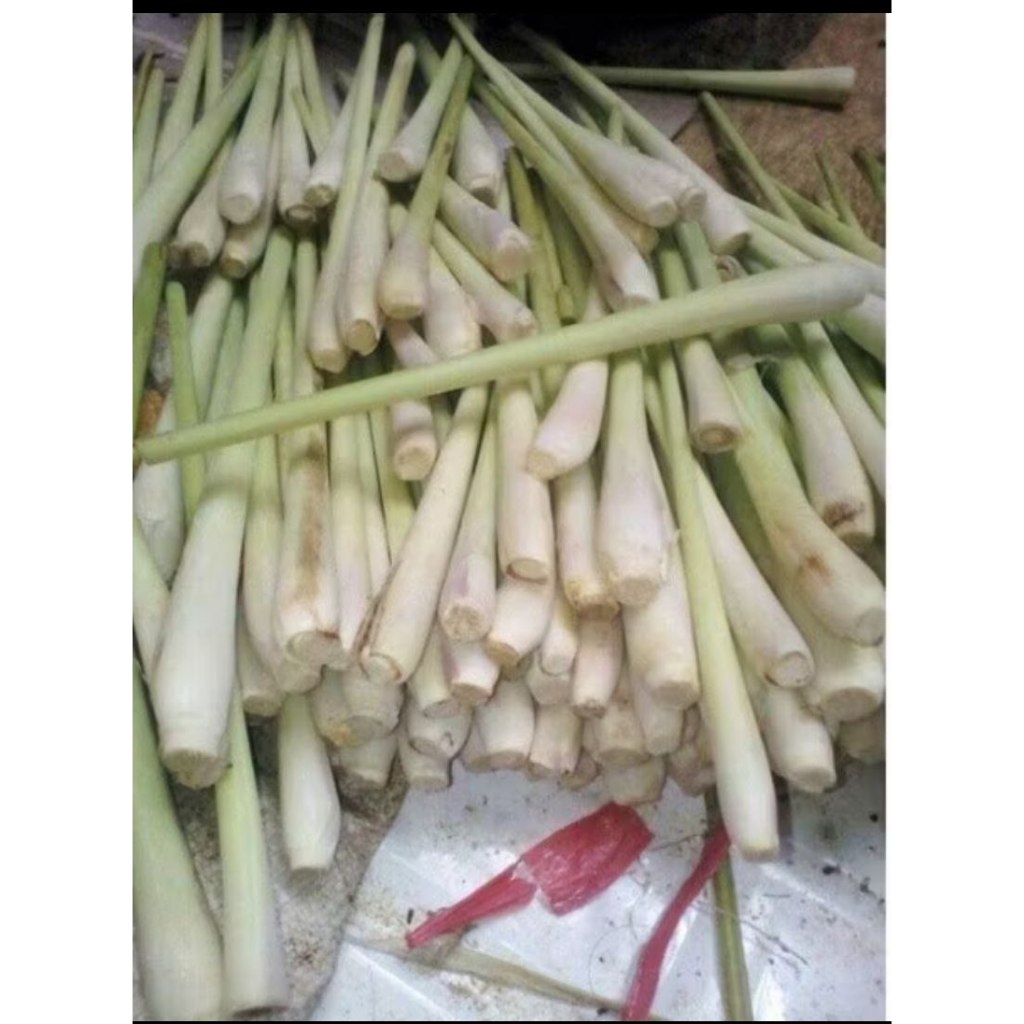 

Sereh sayur serai masak segar 250gram hemat