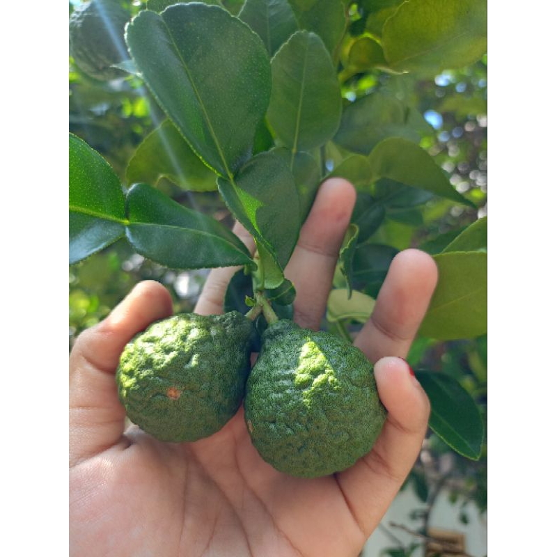 

Buah jeruk purut segar fresh langsung petik dari pohon || obat herbal buah jeruk purut