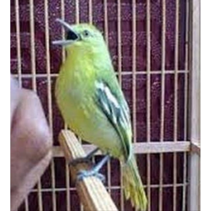 BURUNG CIPOW / SIRTU GACORAN JANTAN