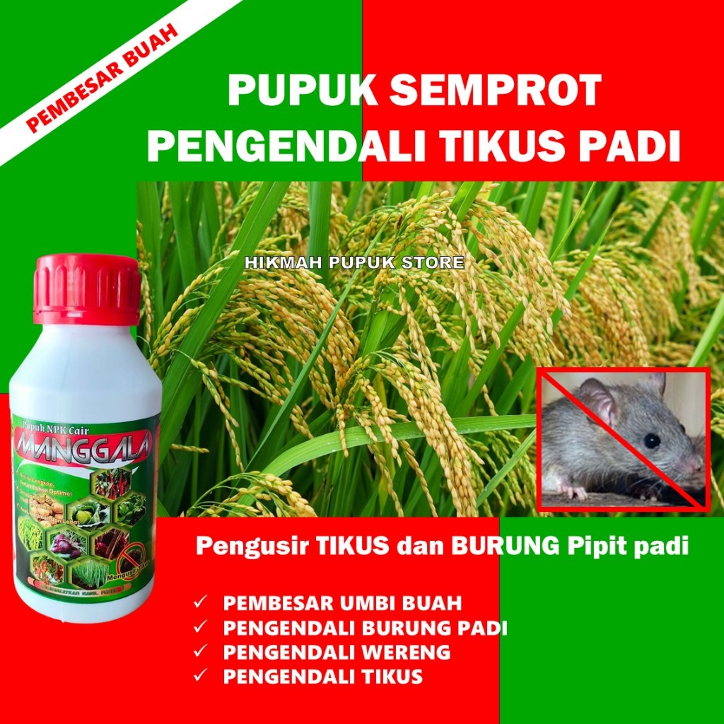 PUPUK SEMPROT TIKUS PADI PALING BAGUS - Pupuk Cair Usir Hama Tikus Paling Bagus Meningkatkan Hasil P