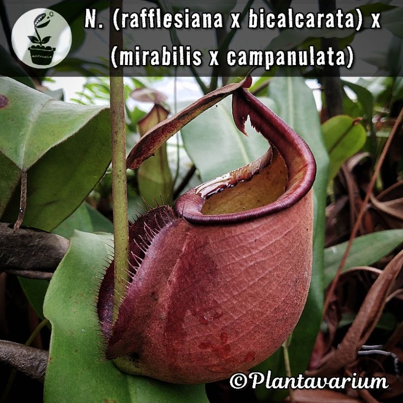 Tanaman Kantung Semar Nepenthes (rafflesiana x bicalcarata) x (mirabilis x campanulata)