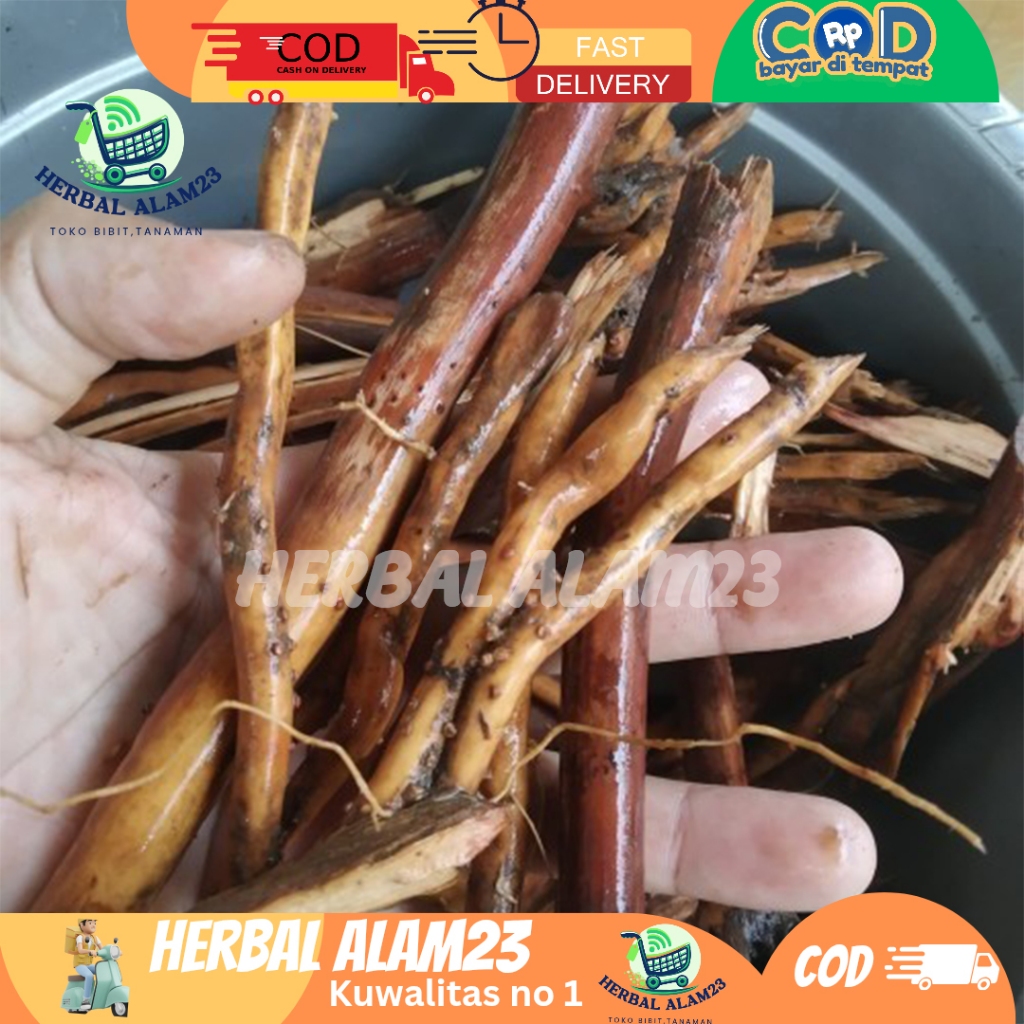 

Akar pinang kering akar jambe Organik Alami Pak - -