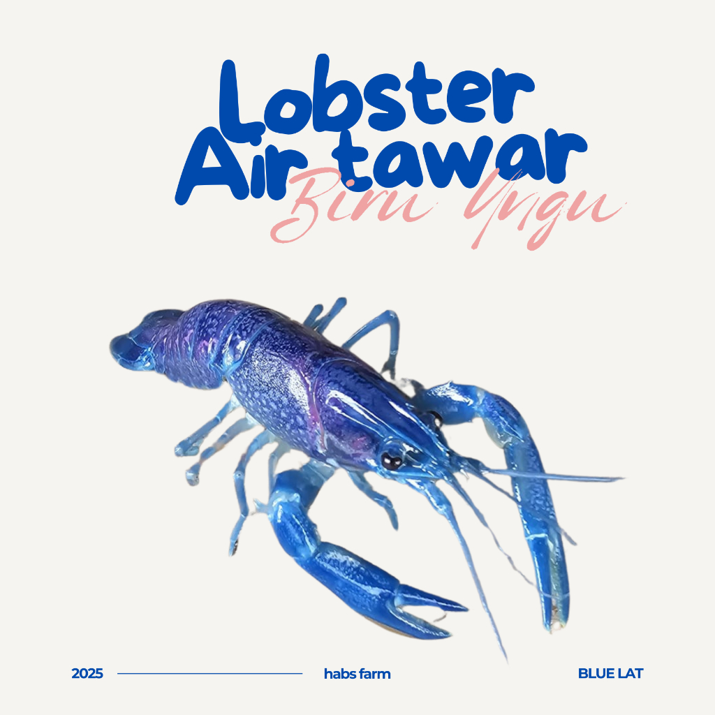 Lobster Air Tawar Biru Ungu Ukuran 2,5 inchi Per Ekor Surabaya Akuarium