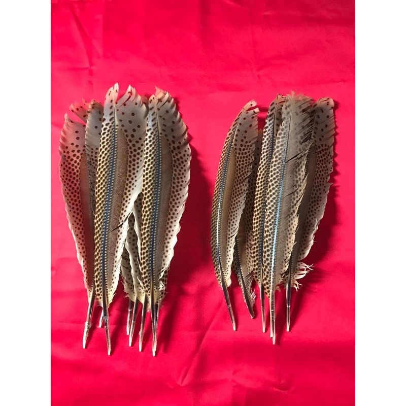 bulu ruai pendek untuk hiasan kepala khas dayak