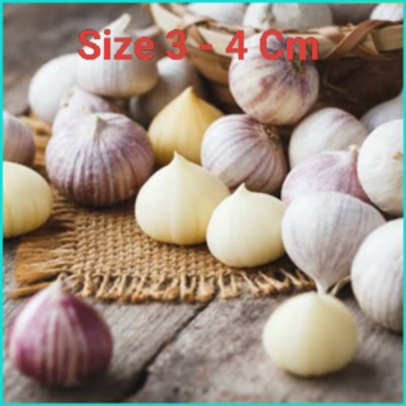 

Bawang Putih Tunggal 1 Kg JUMBO - Bawang Lanang - Bawang Putih Lanang