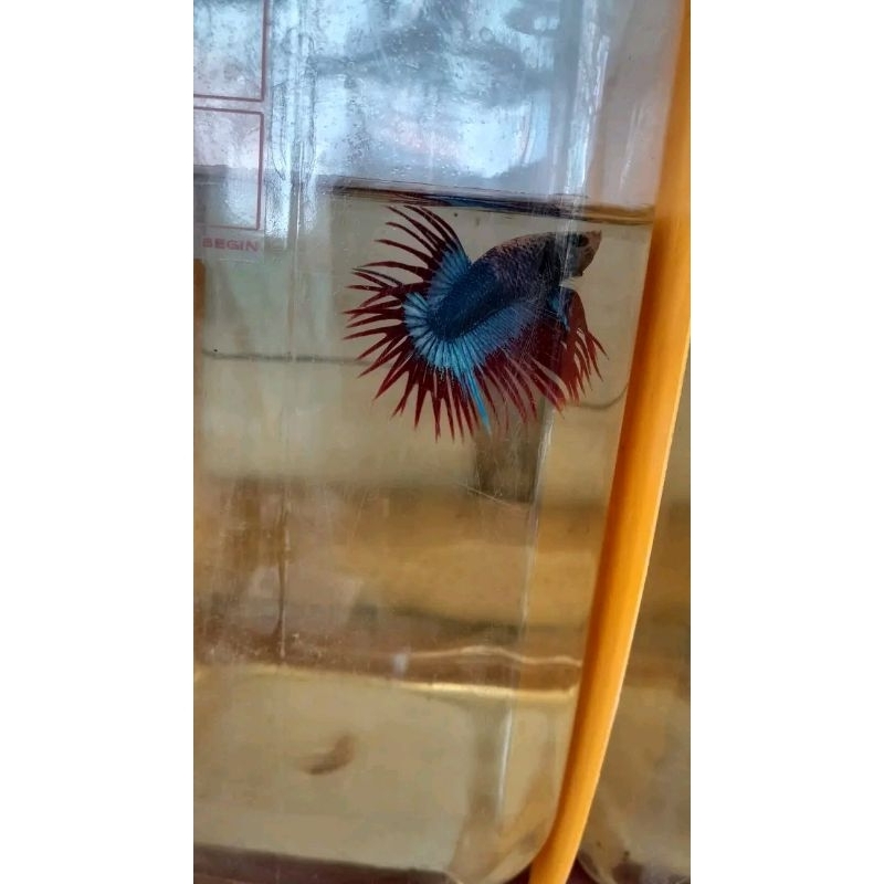 IKAN CUPANG CROWNTAIL MASKOT & CROWNTAIL FULL RED 100K DAPAT 2 PAIR/PASANG