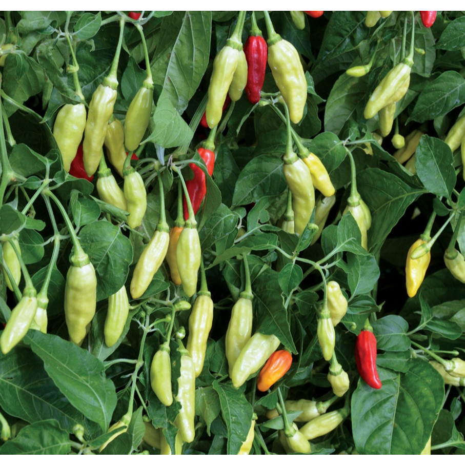 BENIH CABAI RAWITA F1 Cabai Rawit Genjah, Panen Cepat 70 HST, Cocok Polybag & Hidroponik